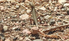 Acanthodactylus schreiberi