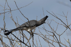 Corythaixoides leucogaster
