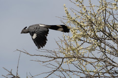 Corythaixoides leucogaster