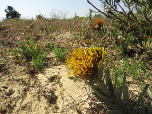 Image of Leucospermum parile by (c) Jeremy Gilmore, some rights reserved (CC BY)