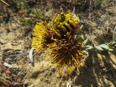 Leucospermum parile