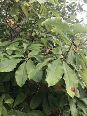 Magnolia tripetala