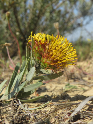 Image of Leucospermum parile by (c) Jeremy Gilmore, some rights reserved (CC BY)