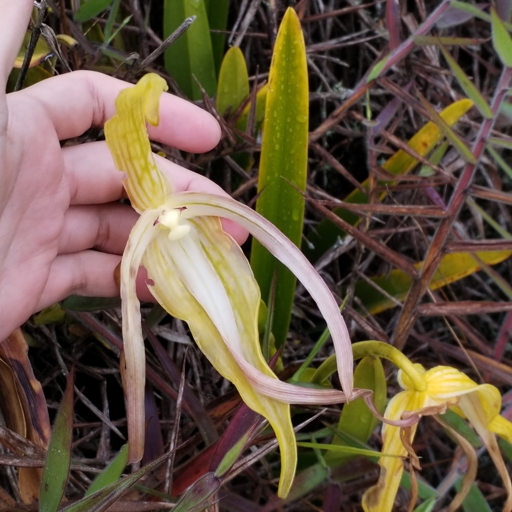 Phragmipedium lindenii