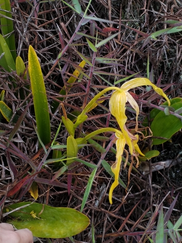 Phragmipedium lindenii, photograph 1