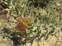 Leucospermum parile