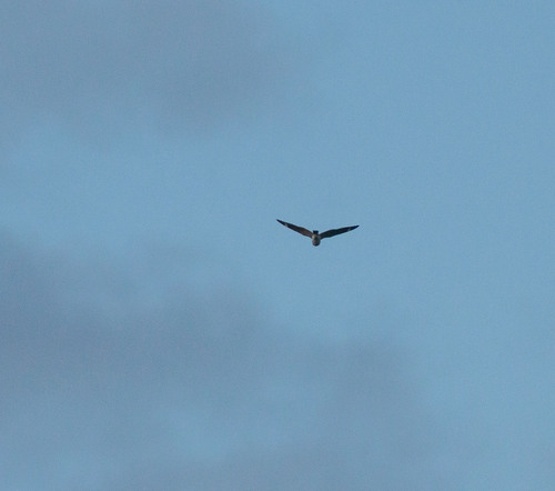 Least Nighthawk (Chordeiles pusillus), photo 10