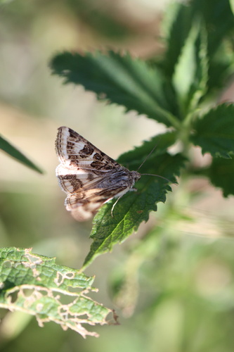Spotted Clover Moth photo 2