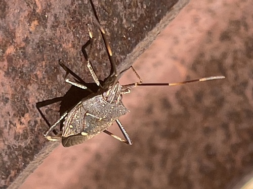 Poecilometis fuscescens