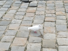 Columba livia domestica