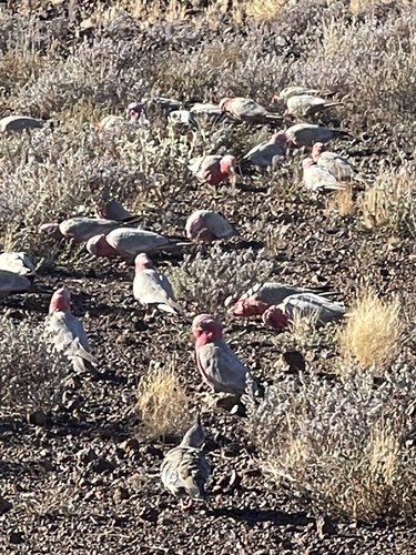Galah