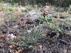 Oxytropis campestris