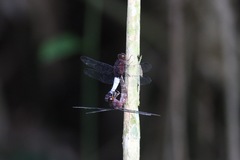 Hadrothemis coacta