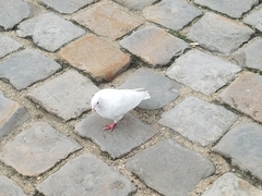 Columba livia domestica