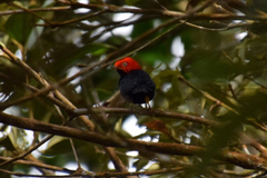 Ceratopipra mentalis