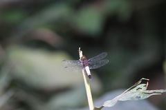 Hadrothemis coacta