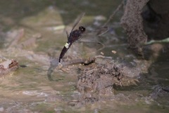 Hadrothemis coacta