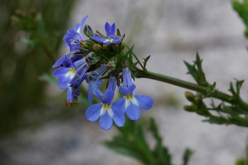 Leafy Lobelia
