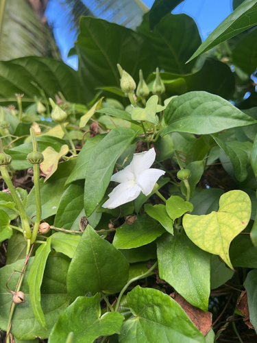 Thunbergia fragrans observed 2025-07-05
