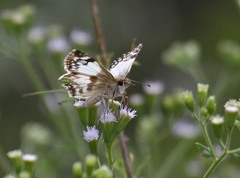 Heliopetes sublinea