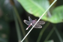 Hadrothemis coacta