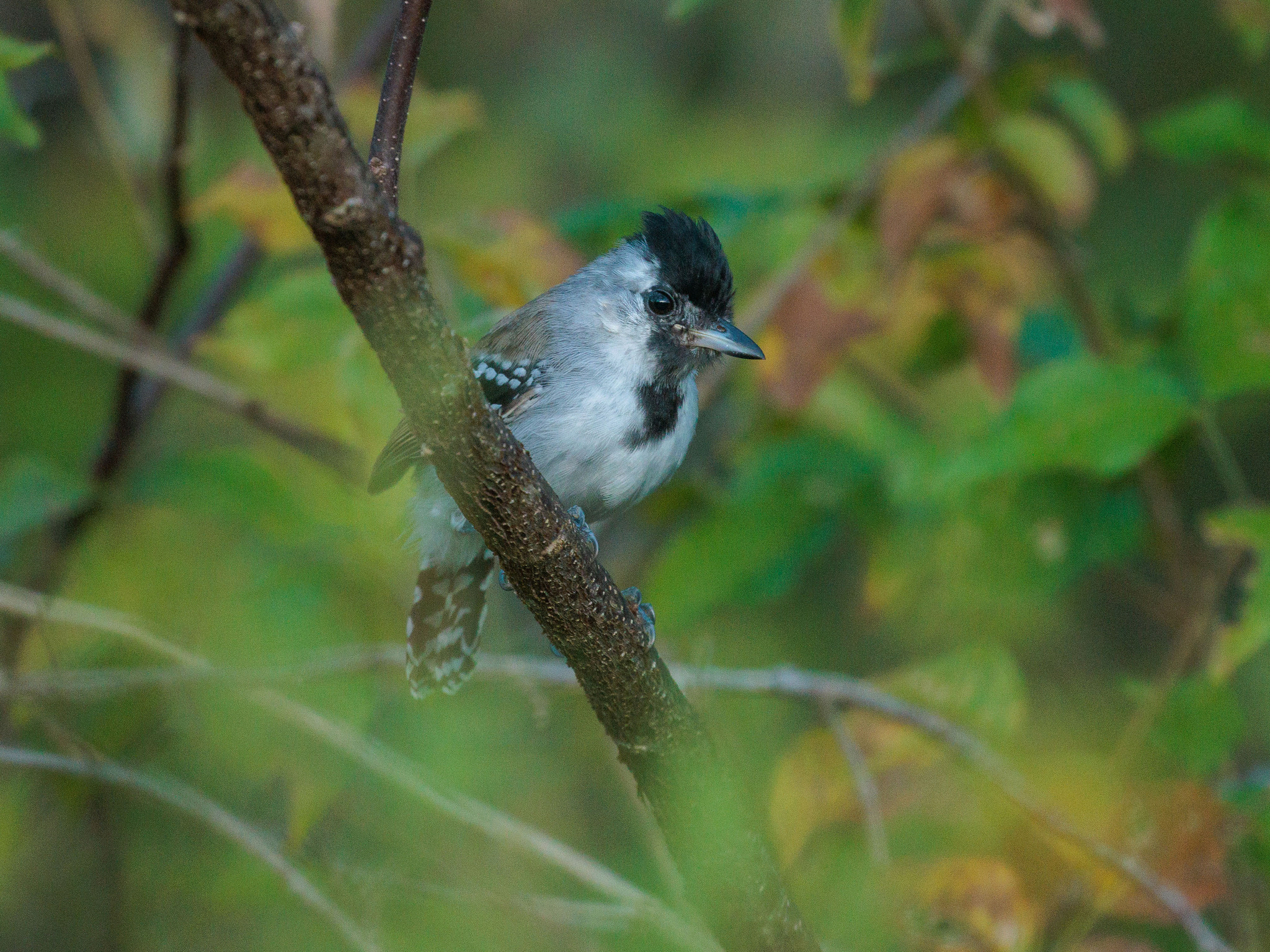 Silvery-cheeked Antshrike illustration