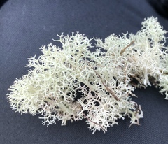 Cladonia leiodea