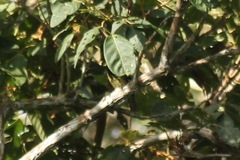Buccanodon duchaillui