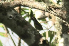 Buccanodon duchaillui