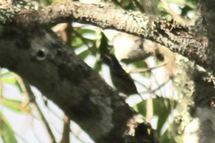 Buccanodon duchaillui