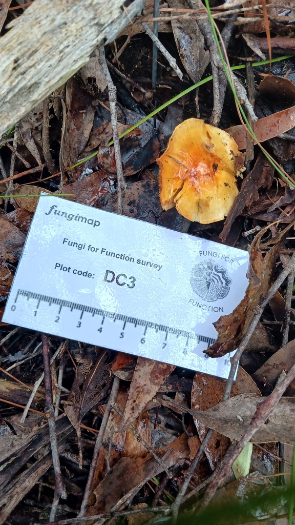Cortinarius sinapicolor · July 2025 · photo: © jessbamford (iNaturalist, cc-by-sa)