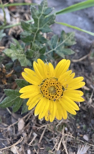Dugesia mexicana, photograph 2