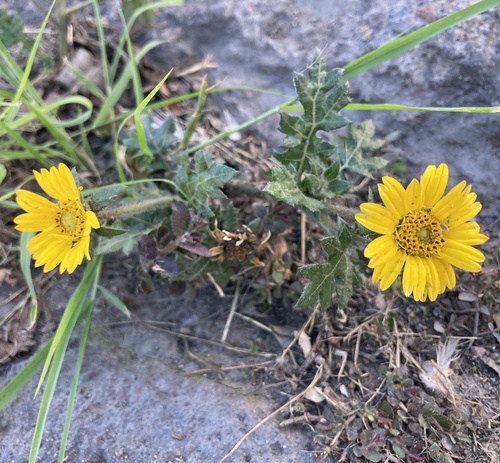 Dugesia mexicana, photograph 3