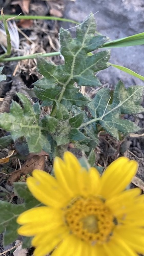 Dugesia mexicana, photograph 4