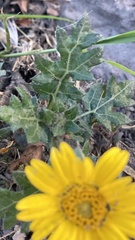 author not stated, no rights reserved Dugesia mexicana, photograph author not stated, no rights reserved