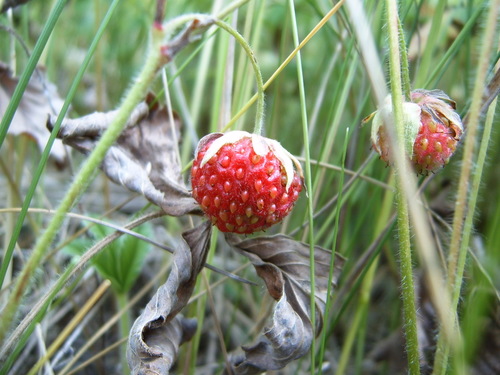 Šlaitinė žemuogė nuotrauka