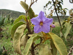 Solanum