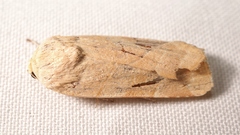 Noctua fimbriata