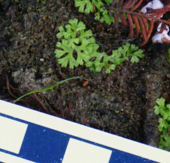 Ricciaceae