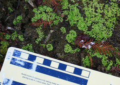 Ricciaceae