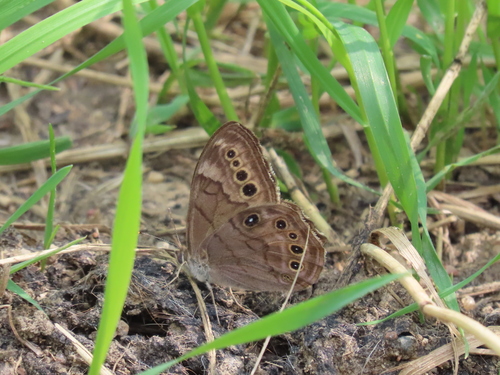 Northern Pearly-eye