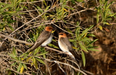 Tawny-Headed Swallow photo 2