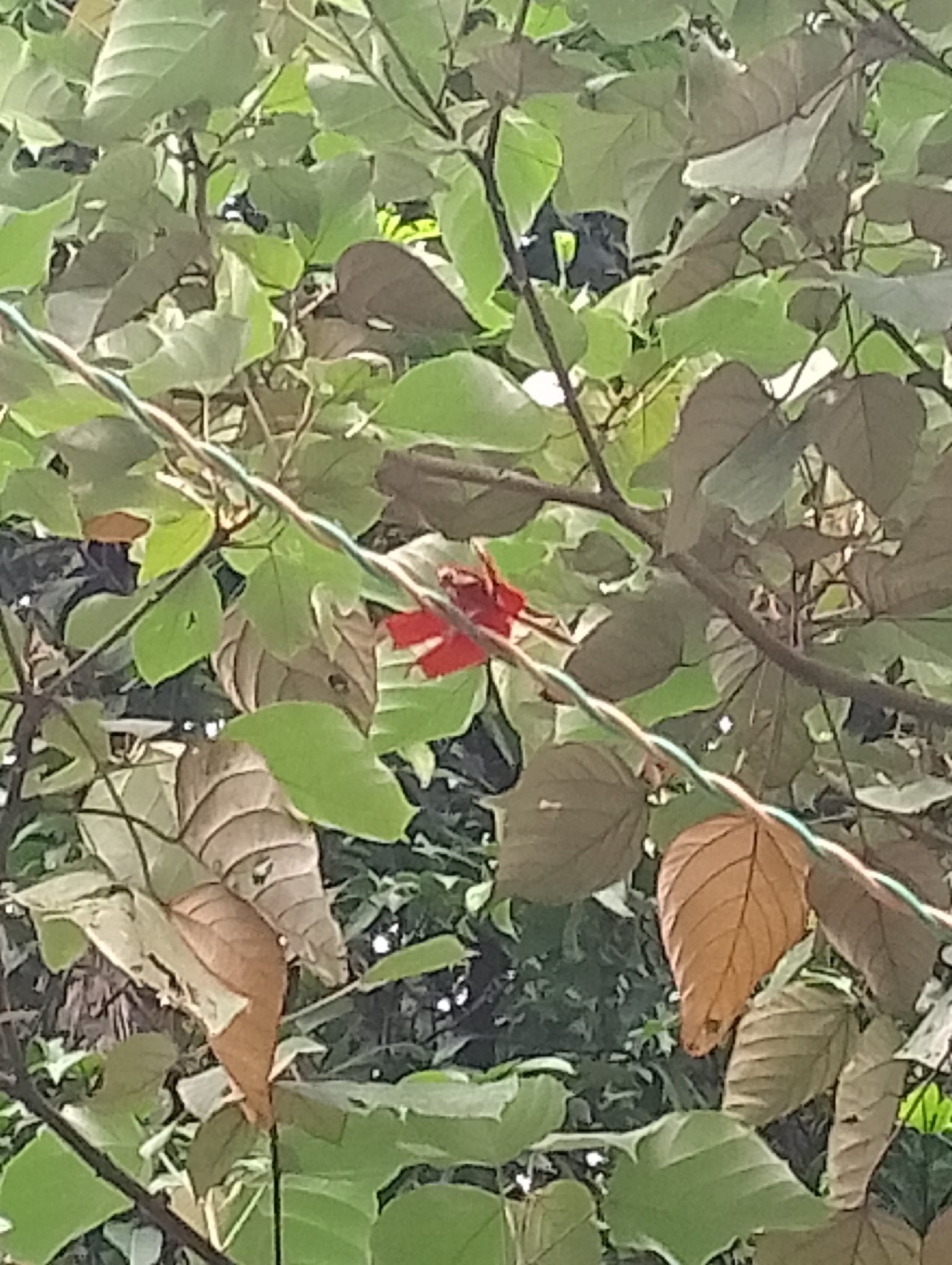 Fulvous Forest Skimmer