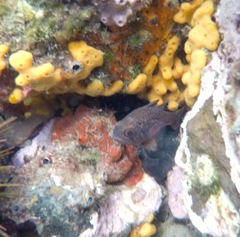 Vincentia conspersa