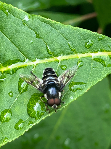Blue-polished Drone Fly photo 2