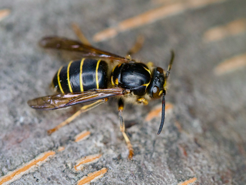 Median Wasp photo 2