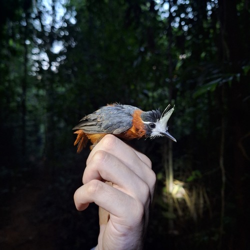 White-plumed Antbird (Pithys albifrons), photo 10