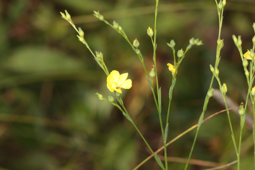 Linum intercursum