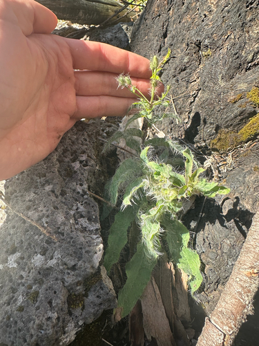 longbeard hawkweed (Hieracium longiberbe)