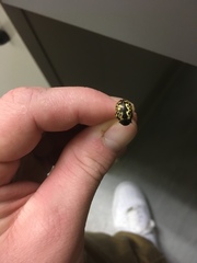 Calligrapha confluens